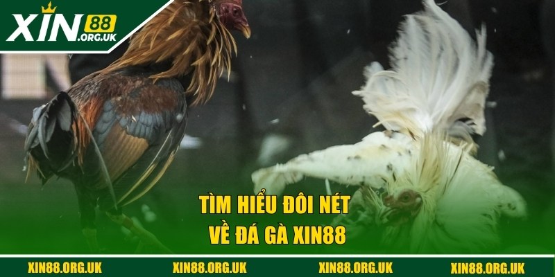 Giới thiệu về đá gà XIN88